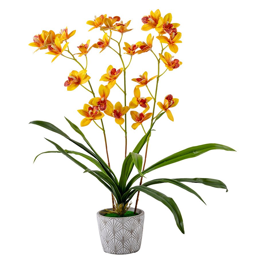 Forever Flowerz Cymbidium Orchid Kit - Yellow