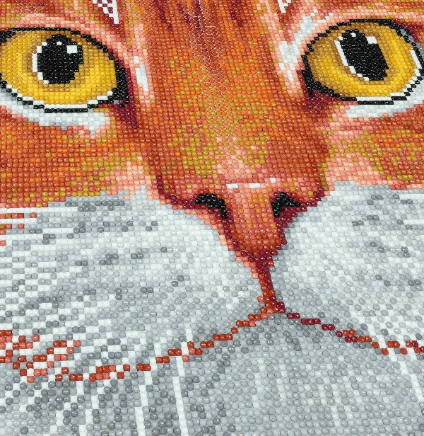  Ginger Cat Face Close up