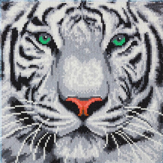 CAK-A96M "White Tiger" 30 x 30cm (Medium)