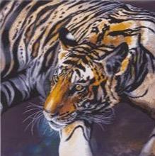 CAK-CH1: The Tiger by Claudia Hahn 70 x 70cm (Super Sized)